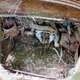 Illustration for article titled DIOCCUSA: A Not At All Rust-Proof Renault